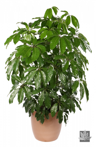 green leaf schefflera arboricola actinophylla houseplant